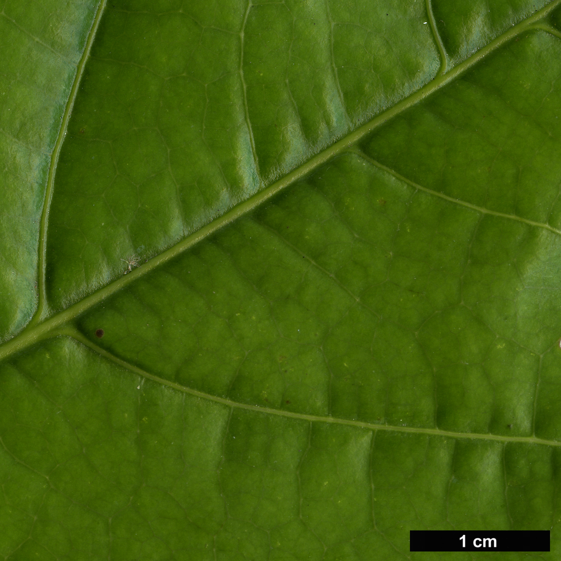 High resolution image: Family: Magnoliaceae - Genus: Magnolia - Taxon: hodgsonii